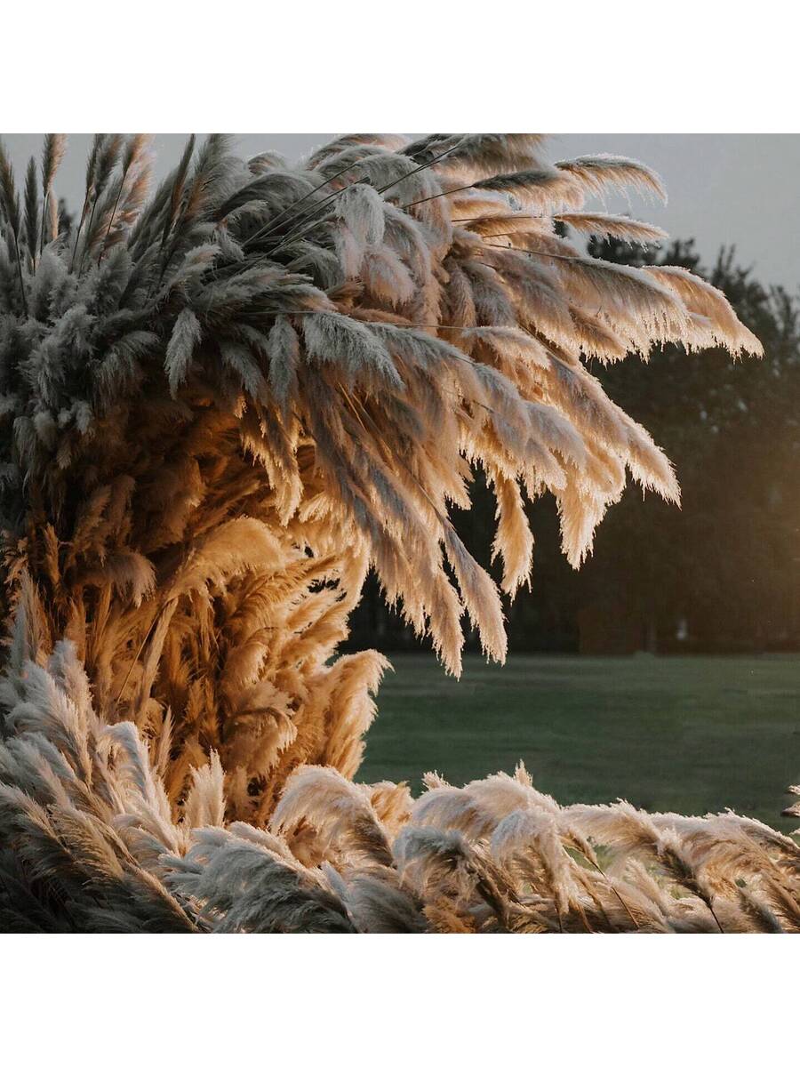 Havana Premium Tall Dried Pampas Grass