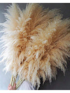 Havana Premium Tall Dried Pampas Grass