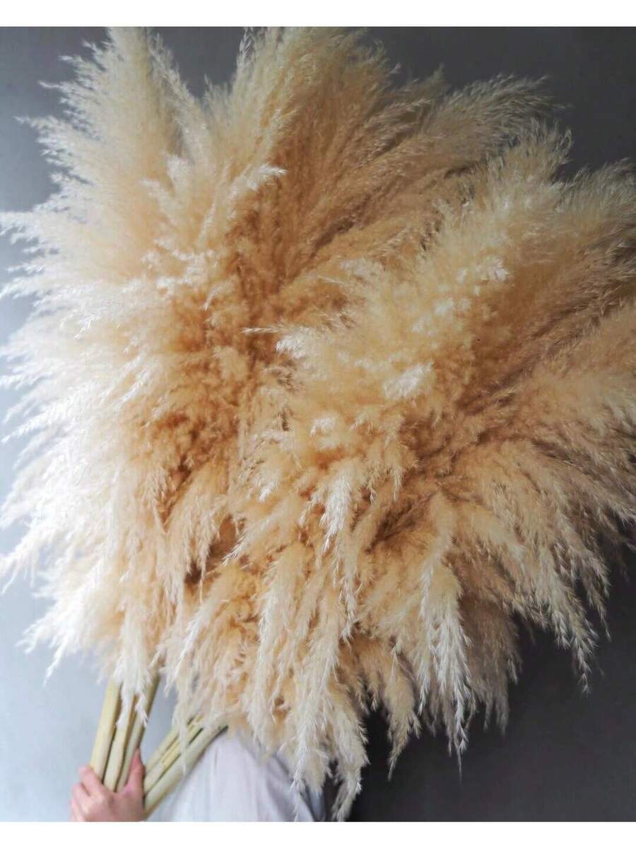 Havana Premium Tall Dried Pampas Grass