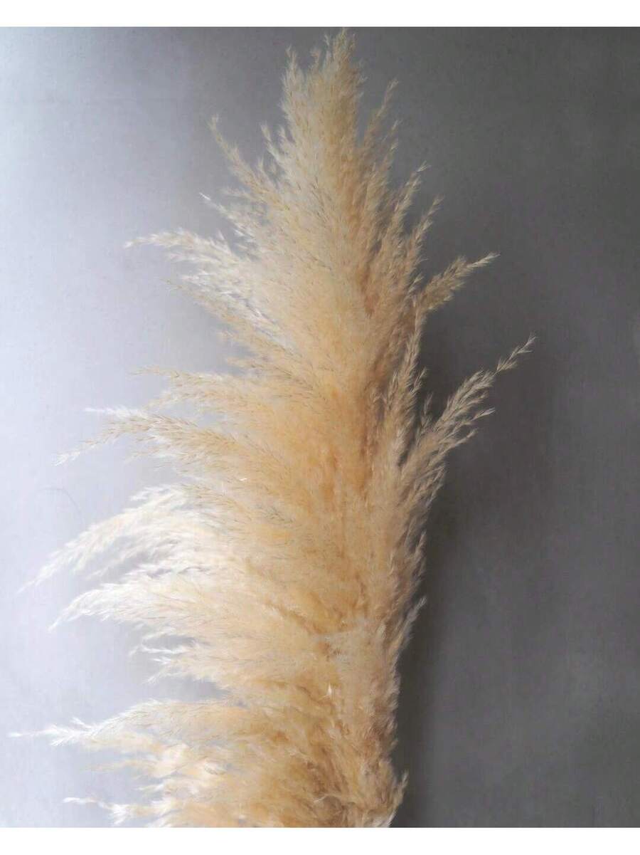 Havana Premium Tall Dried Pampas Grass